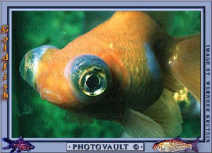 goldyfish1.jpg