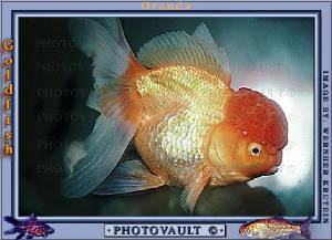 goldyfish2.jpg