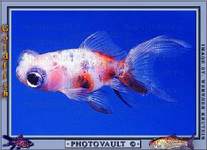 goldyfish3.jpg