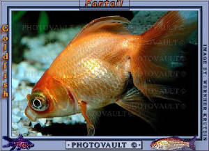 goldyfish4.jpg