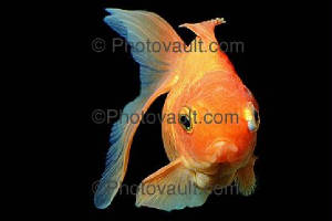 goldyfish5.jpg