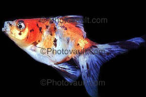 goldyfish6.jpg
